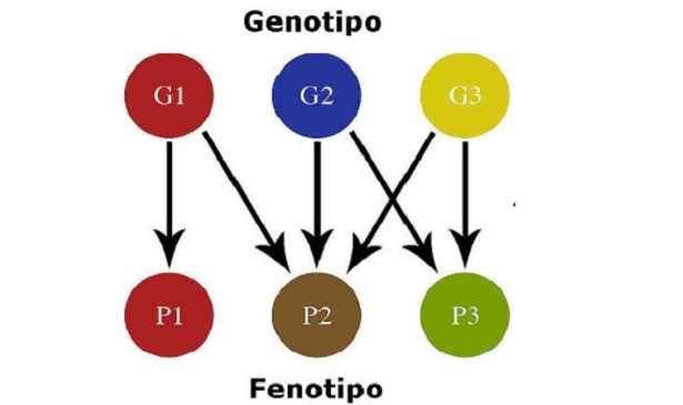 genotipo e fenotipo