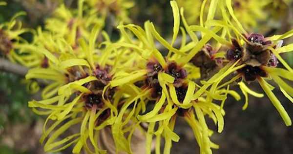 hamamelis pianta coltivazione
