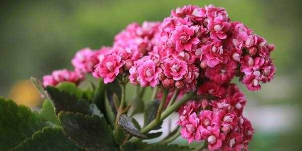 kalanchoe non fiorisce