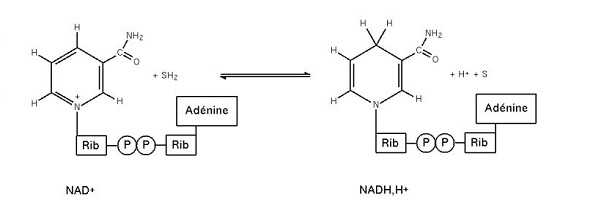 Ossidoriduzione Ossidoriduzione