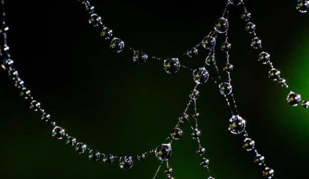 Seta di ragno Seta di ragno