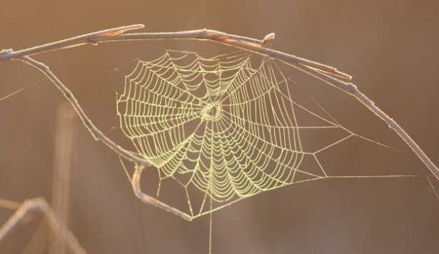 Seta di ragno Seta di ragno