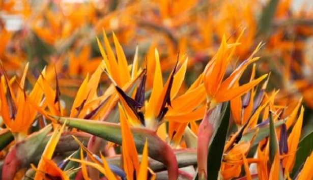 Strelitzia fiorita