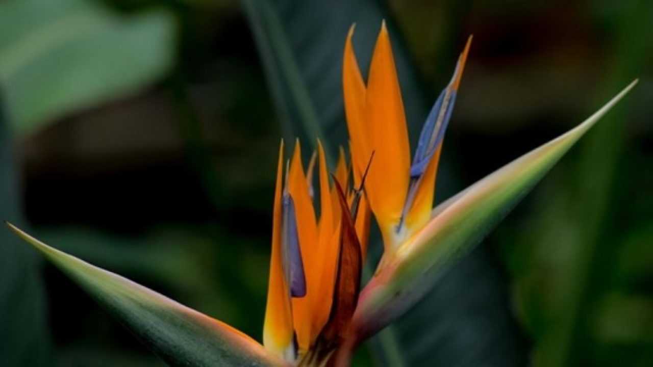 Strelitzia Fiore Sua Coltivazione E Prezzo Idee Green