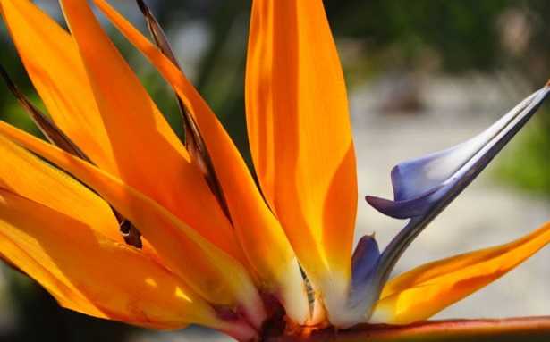Strelitzia