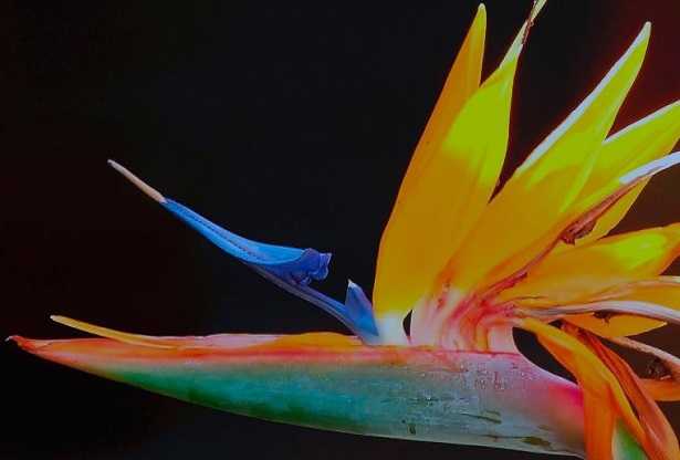 Fiore di Strelitzia
