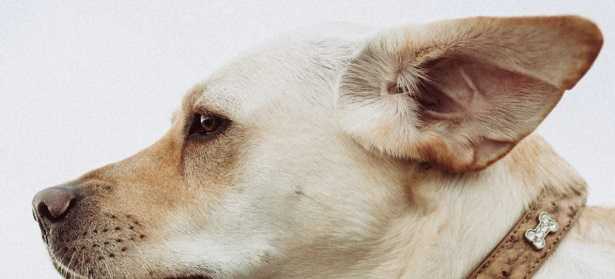 Udito nei cani 