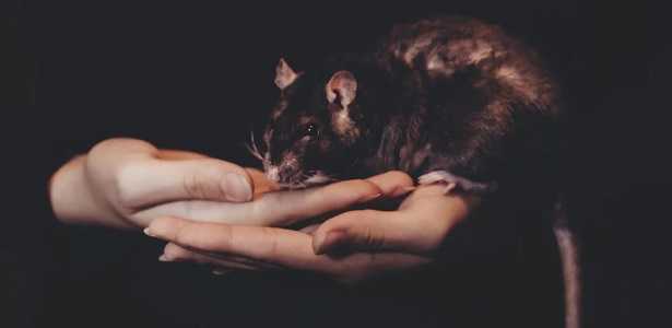 Ultrasuoni per cani Ultrasuoni per cani