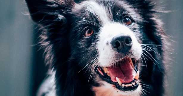 Ultrasuoni per cani Ultrasuoni per cani