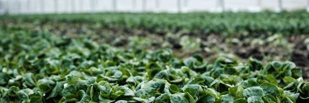 Acqua addolcita Acqua addolcita