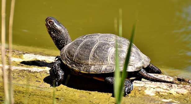 Come allevare le tarme della farina