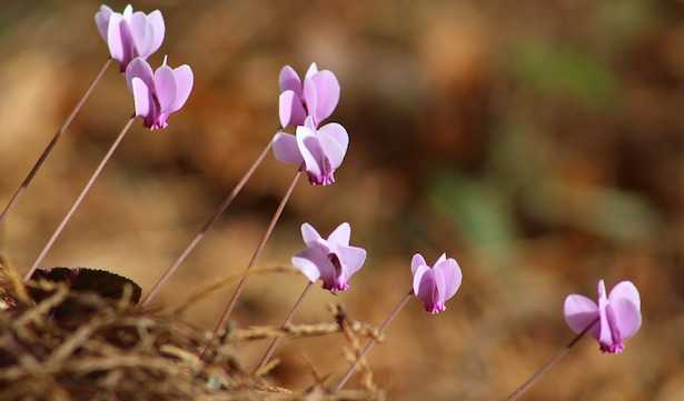 Come coltivare ciclamini