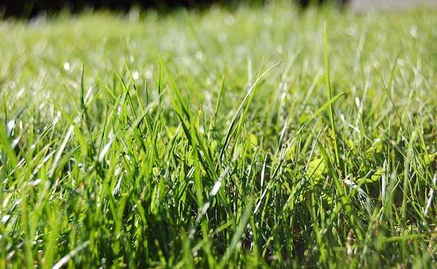 Come curare il prato in primavera