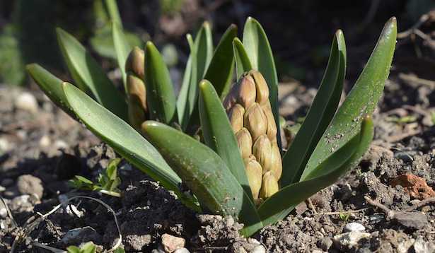 Come forzare i bulbi