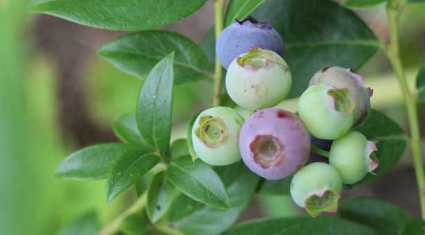 Come Potare Il Mirtillo Nero Idee Green