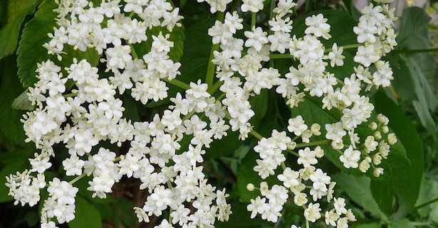 Erbe contro la febbre