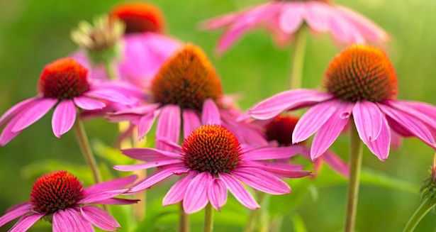 coltivare echinacea