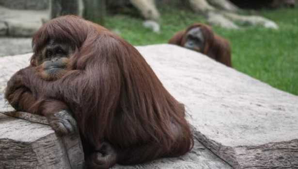 Evoluzione della specie