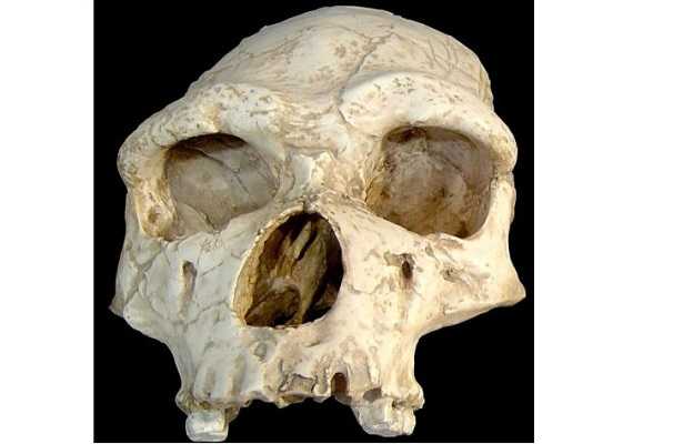 Evoluzione della specie