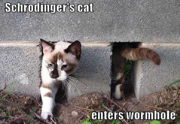 Gatto di Schrödinger