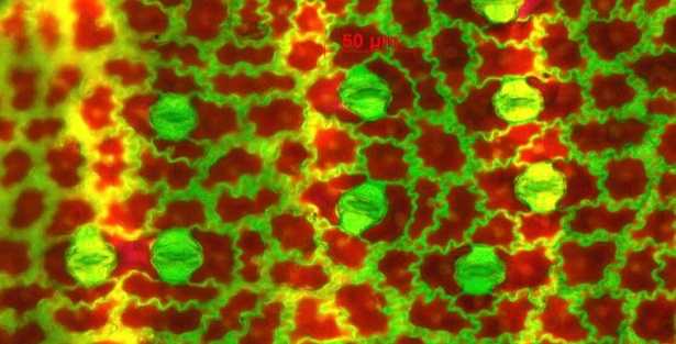 Microscopio elettronico