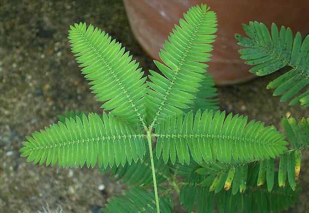 mimosa pudica