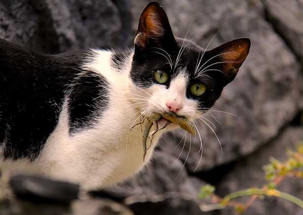repellente per lucertola