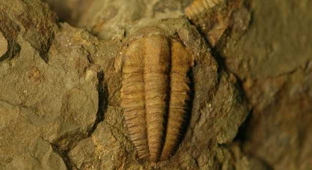 Trilobiti,