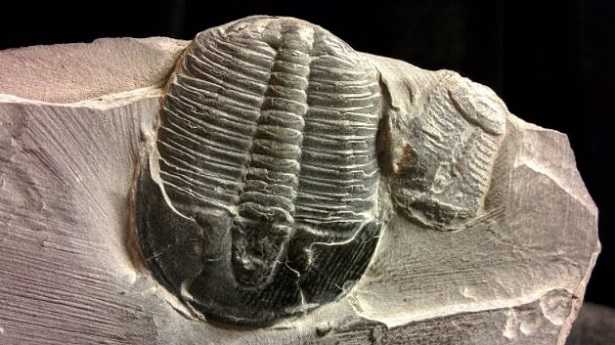 Trilobiti,