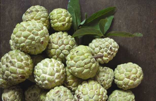Annona