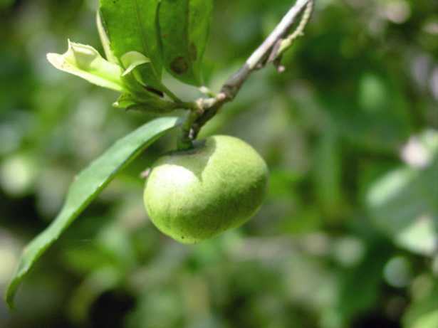 Camellia sinensis pianta te