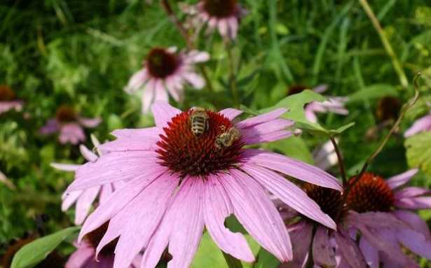 Echinacea