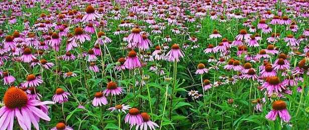 fiori di Echinacea 