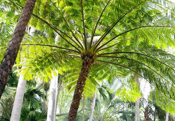 Felci arboree come si coltivano