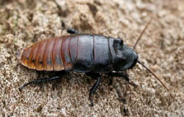 Gromphadorhina portentosa