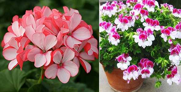 Moltiplicazione del geranio