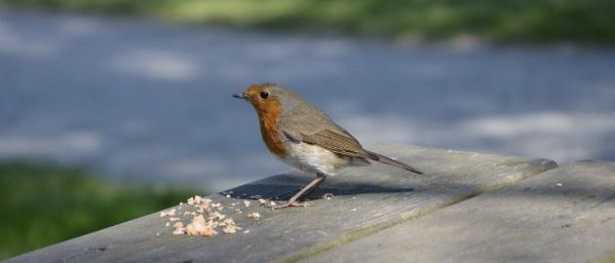 Pettirosso Pettirosso