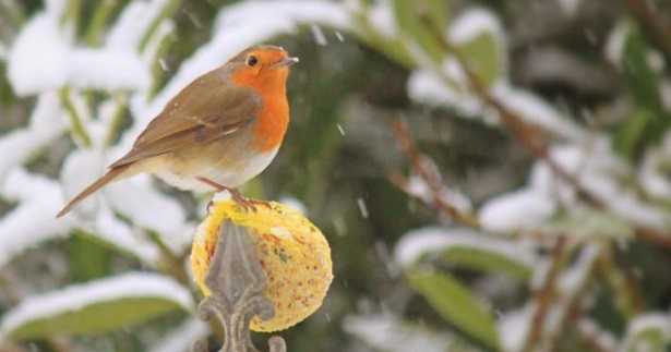 Pettirosso: caratteristiche Pettirosso: caratteristiche