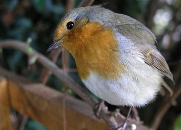 Pettirosso Pettirosso