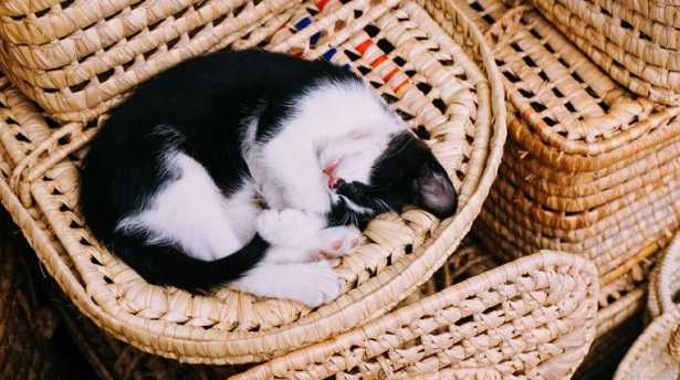 Pianta di vimini: foto