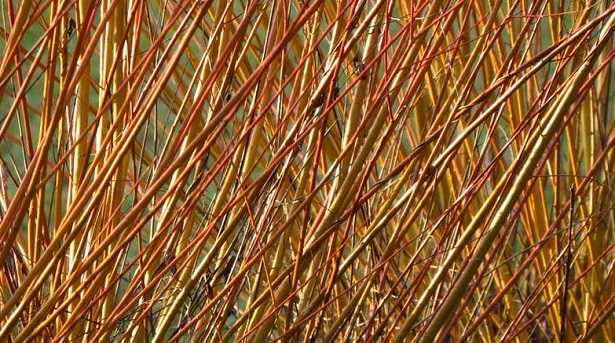 Pianta di vimini: caratteristiche