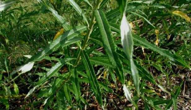 Pianta di vimini: foto