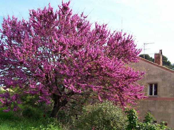 Piante resistenti alla siccità