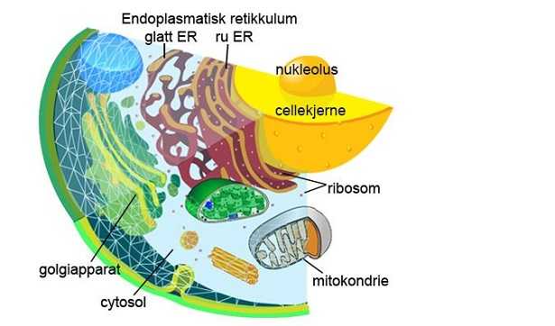 Apparato del Golgi Apparato del Golgi