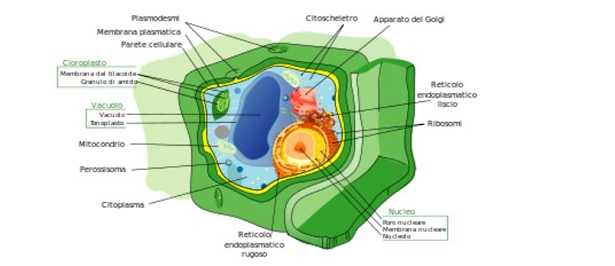 Apparato del Golgi Apparato del Golgi