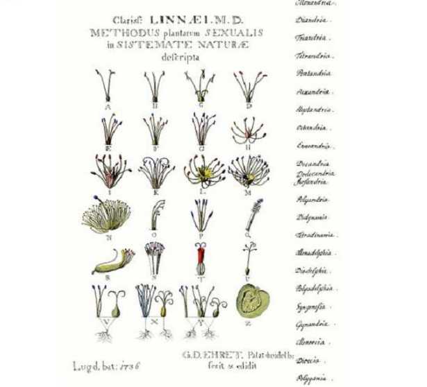 Botanica sistematica