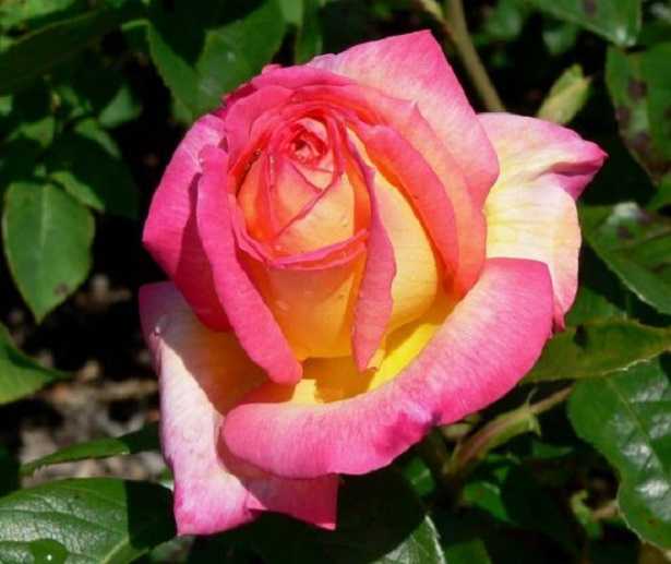 Botanica sistematica