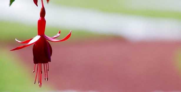 Botanica sistematica