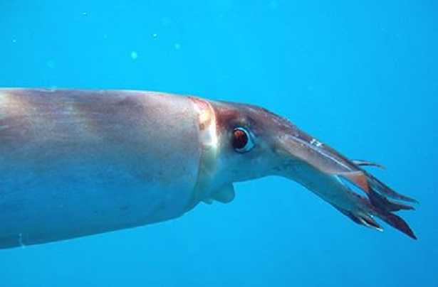 Calamaro di Humboldt all’attacco