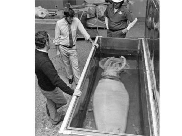 Calamaro di Humboldt nel Mediterraneo